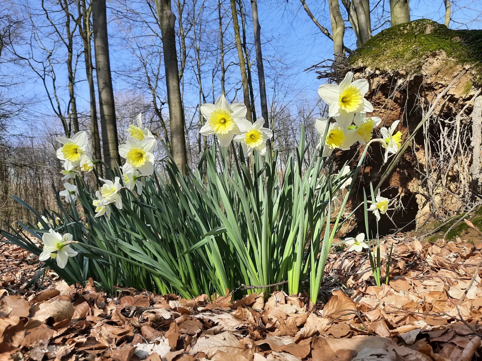 Frühlingswanderung  in den Baumbergen - Quellen und  Sandstein