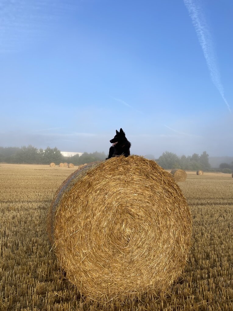 Bild im Zusammenhang mit dem Beitrag