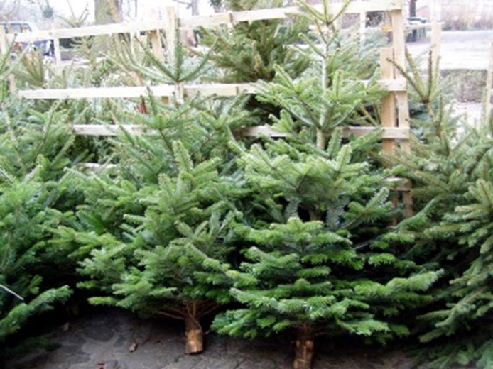 Verkauf Deckäste und Weihnachtsbäume aus dem Krattiger Wald